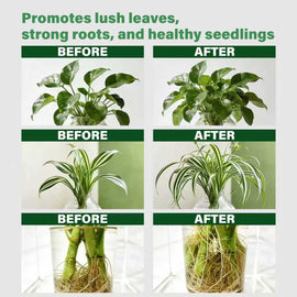 KineShineX植物营养液盆栽发财树富贵竹绿萝水培花卉绿洲滋养喷雾